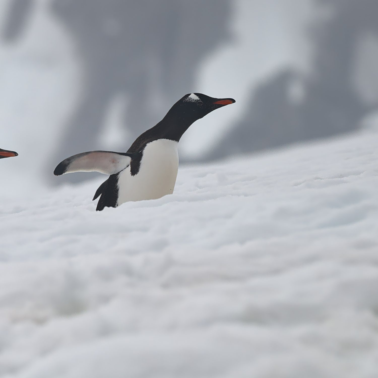 A high-ISO wildlife photo denoised by Kairos Studio